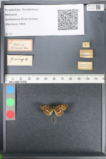 Media type: image;   Entomology 100861